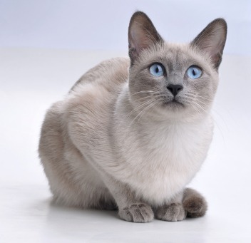 Race de chat aux yeux bleus