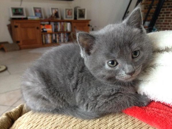 Chaton chartreux