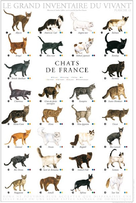 Chat de france