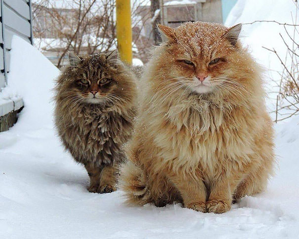 Le plus gros chat race