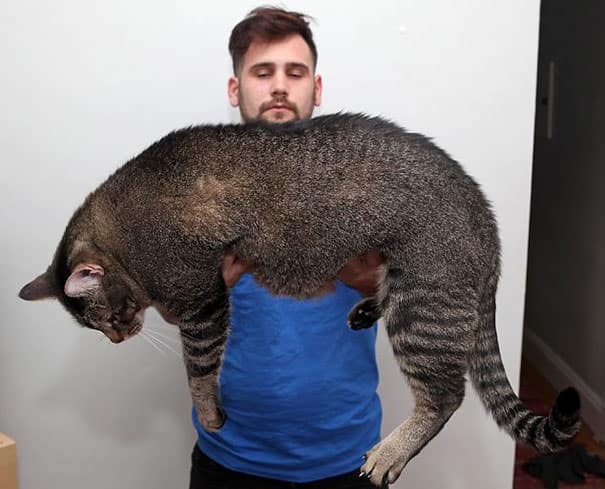 Le plus grand chat du monde