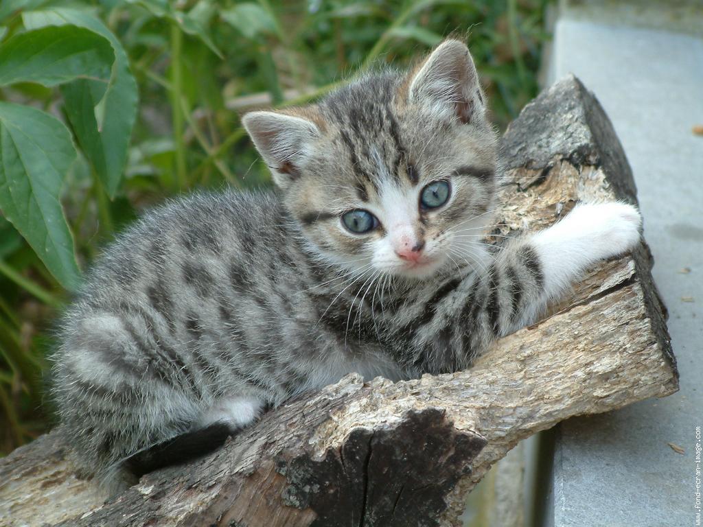 Chat animaux divers Algerie