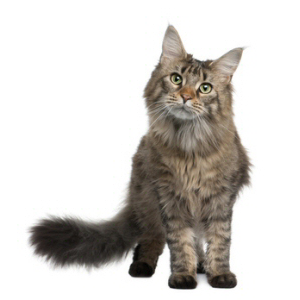 Chat de race maine coon