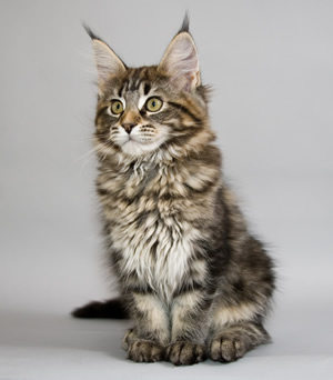 Le chat maine coon