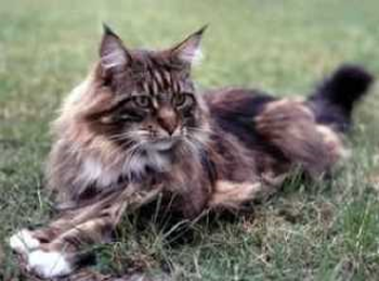 Race de chat maine coon