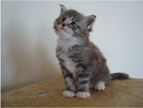 Chaton maine coon