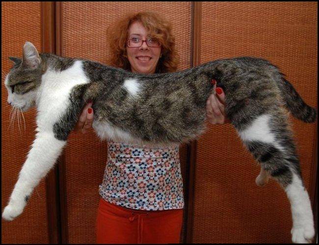 Race de gros chat du monde