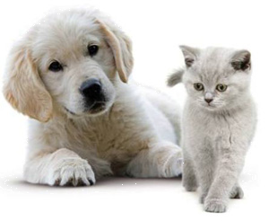 Chien et chat