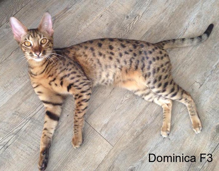 Chat serval domestique