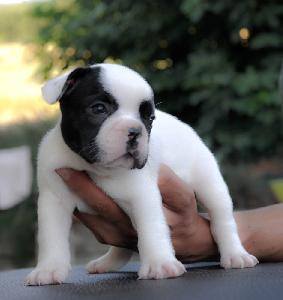 Bouledogue francais a donner