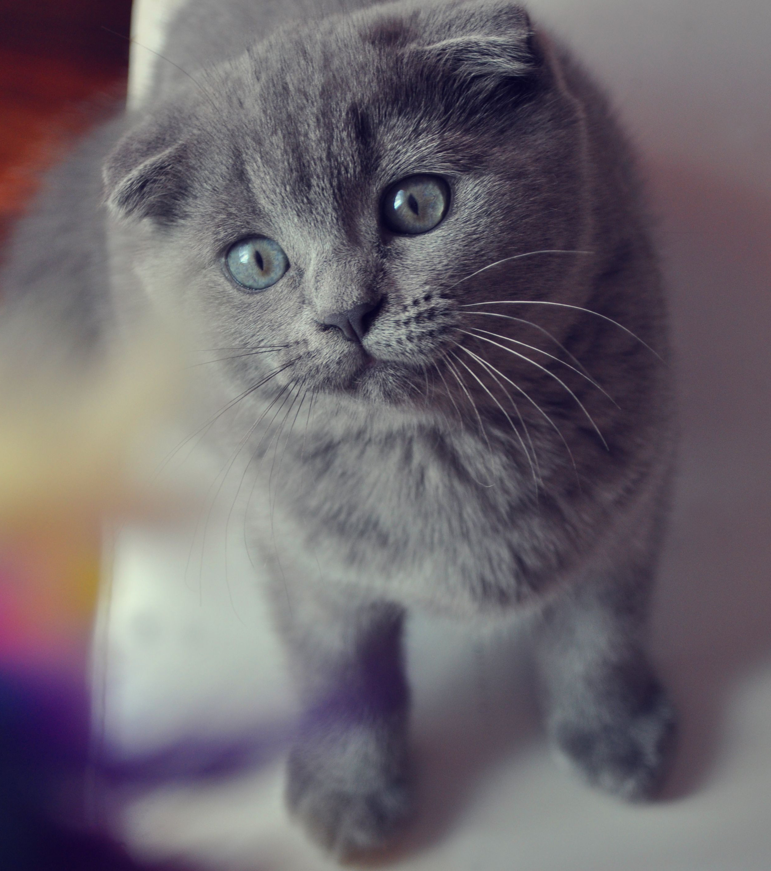 Chat gris yeux bleu