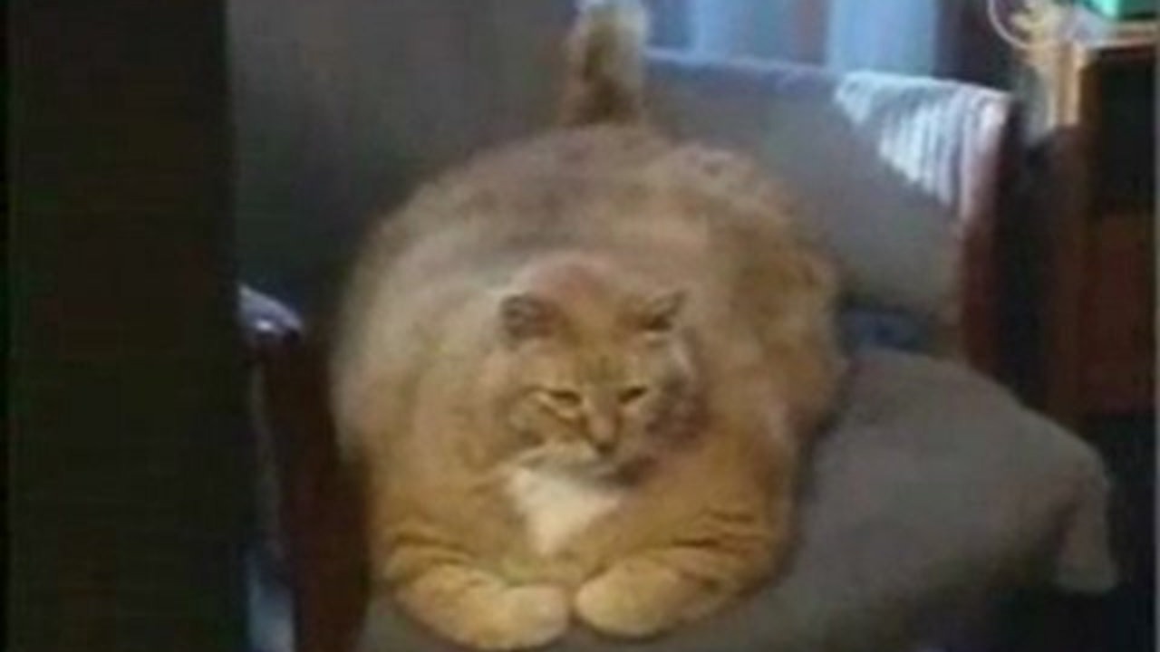 Le chat le plus gros du monde