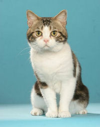 Race De Chat Blanc Le Plus Gros Maine Coon Du Monde