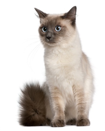 Races de chats domestiques