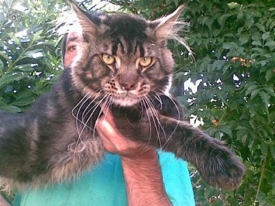 Gros maine coon