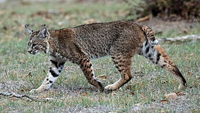 Chat lynx domestique a vendre