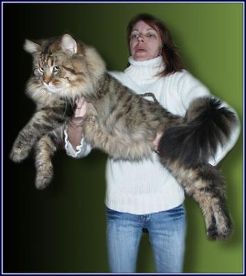 Gros Chats Domestiques Race De Chat Sauvage Gros Chats Domestiques Race De Chat Sauvage