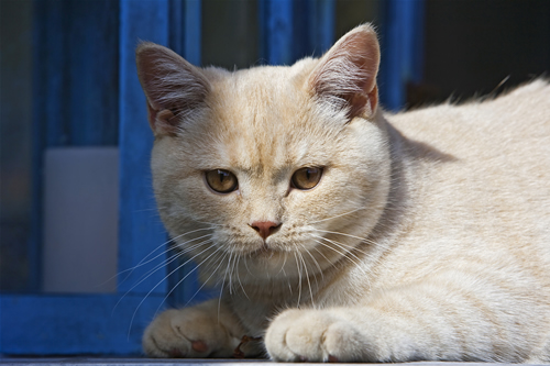Race De Chat Roux Race De Chat Poil Long Race De Chat Roux Race De Chat Poil Long