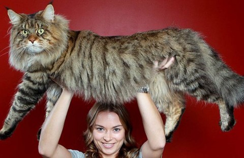 Gros maine coon
