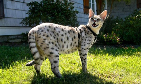 Gros chat bengal