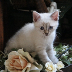 Chaton gris yeux bleu