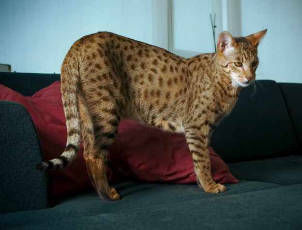 Grand chat bengal