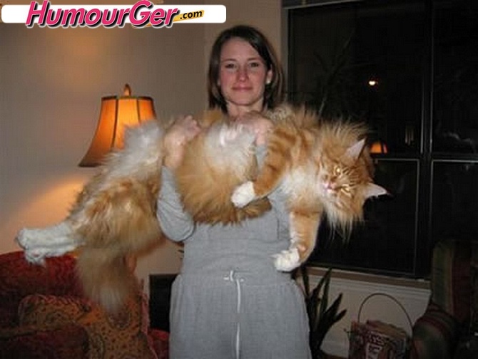 Race de chat le plus gros