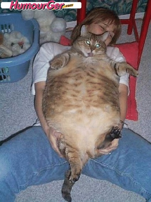 Race de gros chat du monde