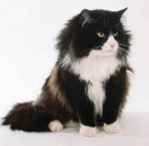 Chat blanc et noir race