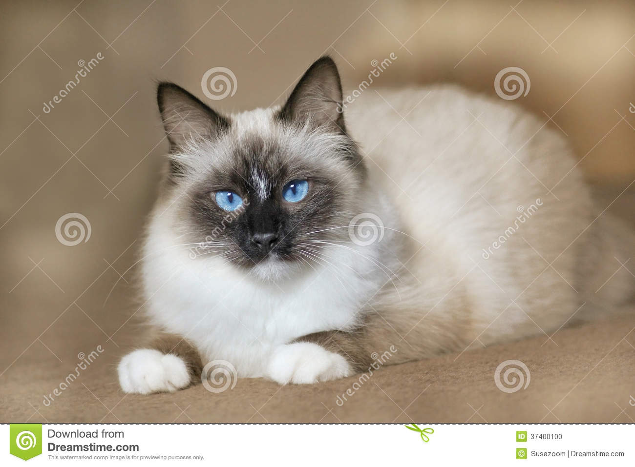 Race chat yeux bleus