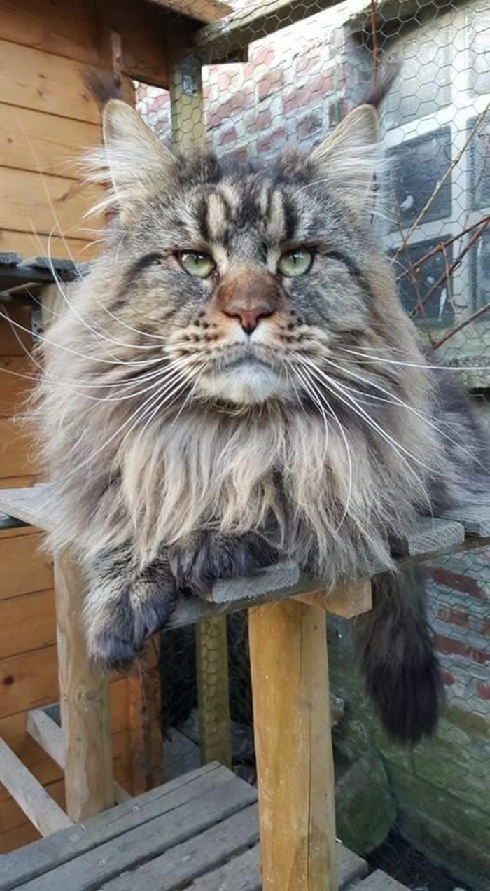 Chat maine coon gris