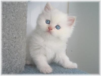 Chat Blanc Yeux Bleus Race Chat Maincoon