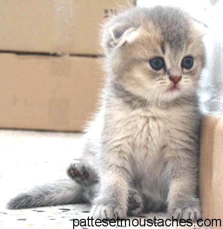 Chat Sans Race Plus Gros Chat Du Monde Chat Sans Race Plus Gros Chat Du Monde