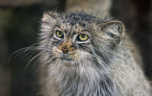 Chat tigre domestique