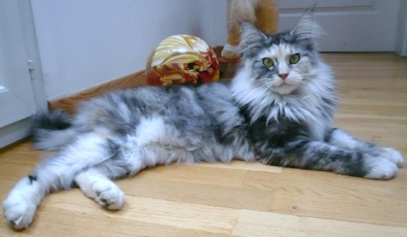 Photo main coon geant