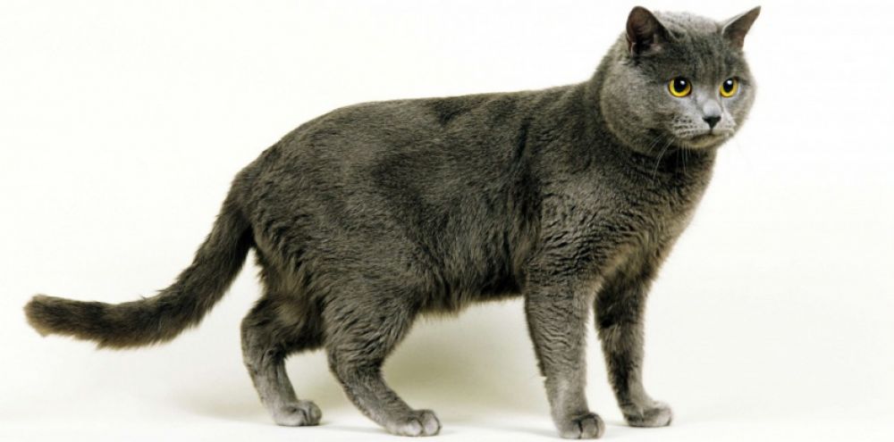 Chat francais race