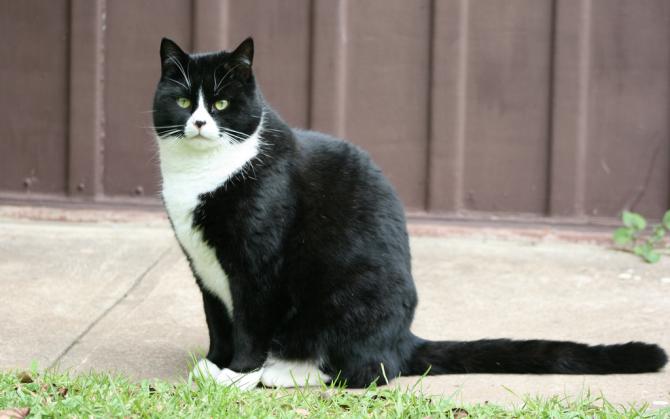 Chat noir et blanc race le grand chat |