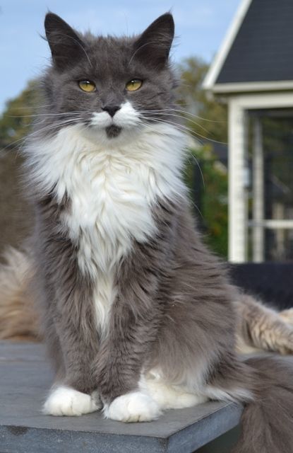 Maine coon chat