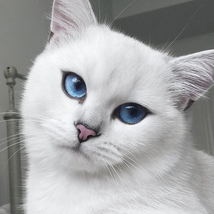 Chat Blanc Yeux Bleus Quelle Race Les Plus Belles Races De Chats