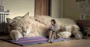Les plus gros chat du monde