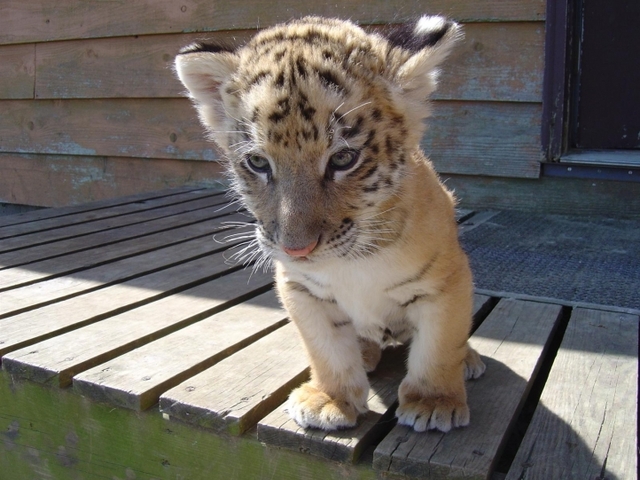 Race chaton