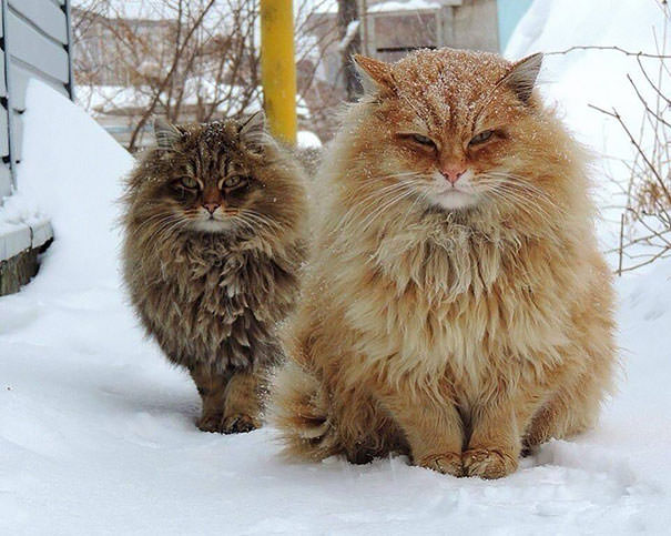 Race plus gros chat du monde