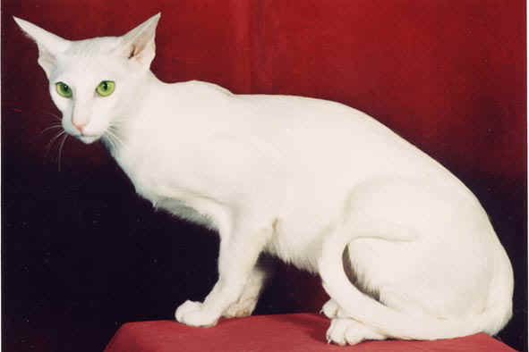 Chat blanc siamois