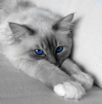 Chat Gris Yeux Bleu Race De Chat M