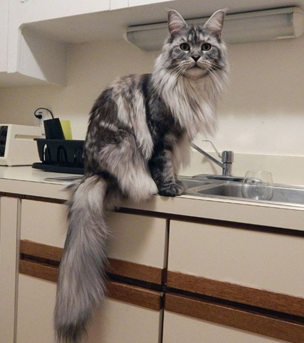 Main coon