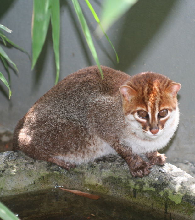 Chat asiatique