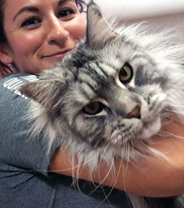 Grand chat maine coon