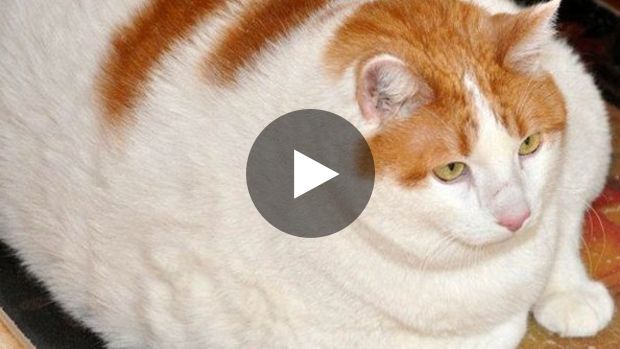 Chat le plus gros du monde