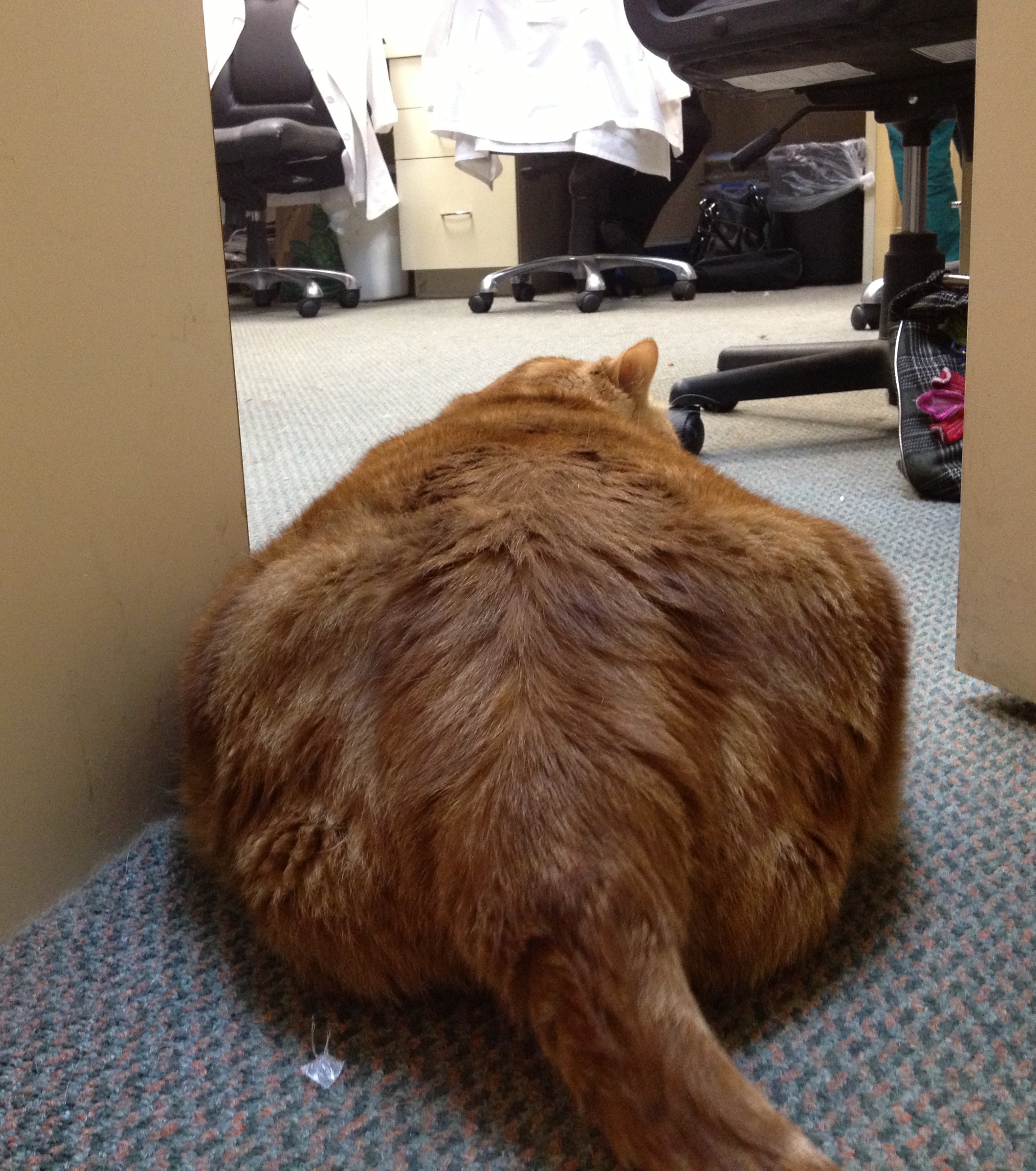 Le plus gros chat