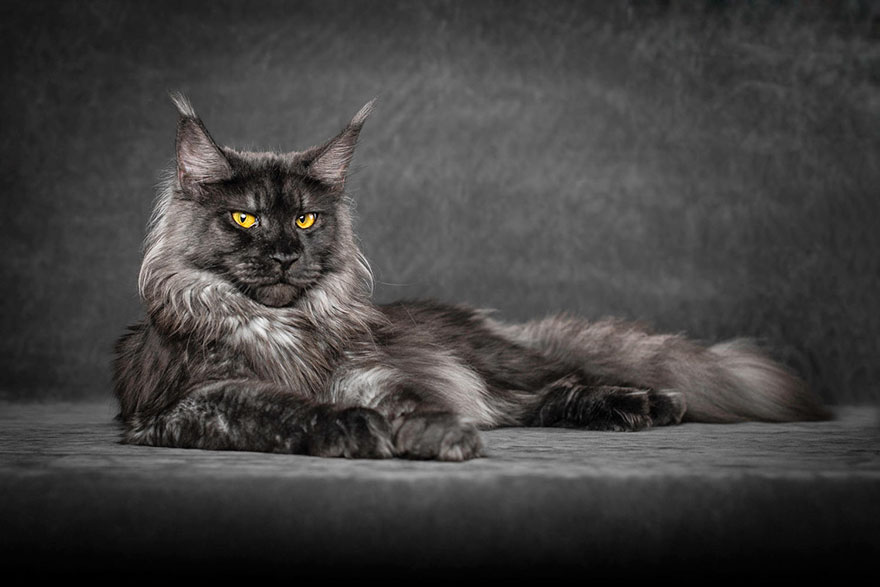 Main coon